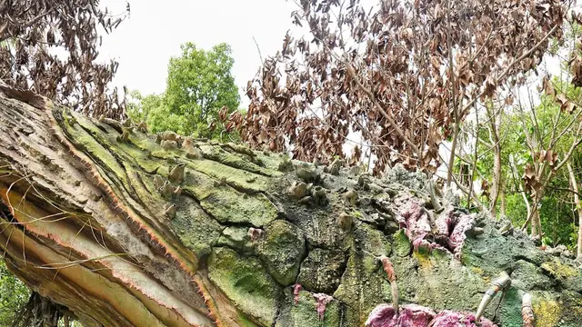 Thomaz, guia da Desenrola, apresenta com a mão a flor gigante de Pandora, no Animal Kingdom