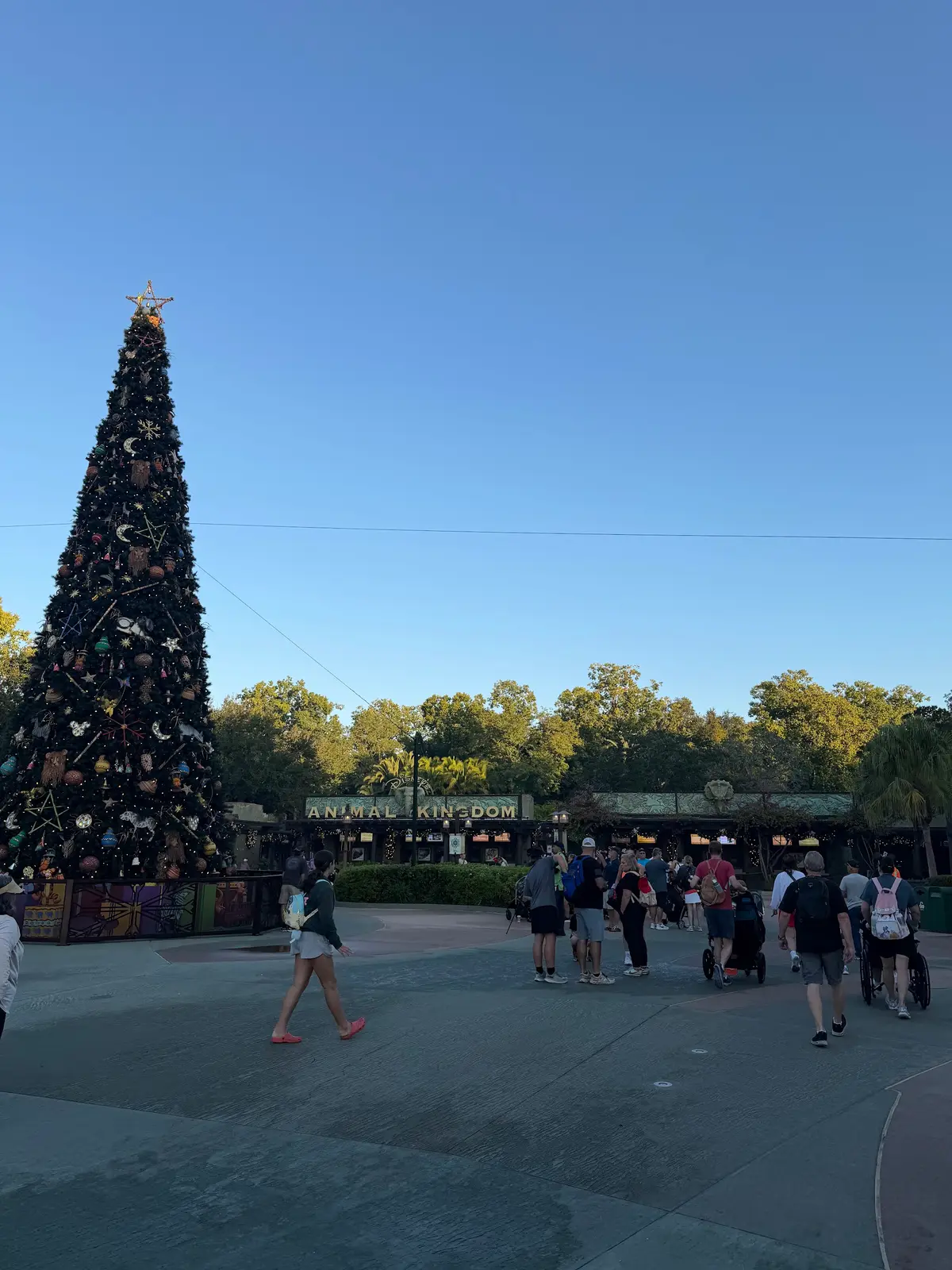 Árvore de Natal ao lado da entrada do Animal Kingdom, em fim de tarde de céu limpo na temporada de fim de ano
